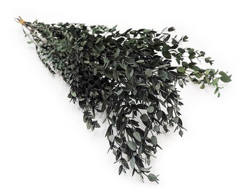 Eucalyptus stabilisé - Parvifolia - Vert