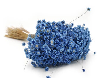 Dried Glixia Flowers | Natural Glixia flowers | Big Bunch | Blue
