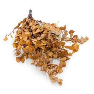 Eucalipto estabilizado - Stuartiana - Otoño amarillo