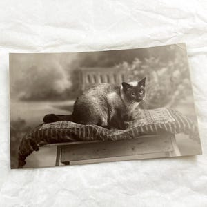 Años 20 - Postal con un gato - Este gato no parece extremadamente sereno...