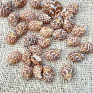 Conchiglie di Babilonia maculate naturali. Conchiglie tigre all'ingrosso per artigianato e decorazioni in stile boho.