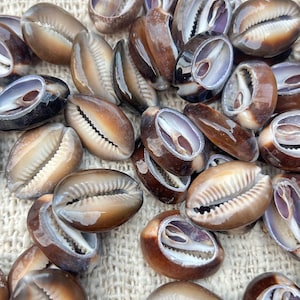 May include: A collection of small, smooth cowrie shells featuring a gradient of brown and tan colors. Each shell has a distinct, elongated opening with fine, tooth-like ridges along the edges, showcasing a polished, glossy surface texture.