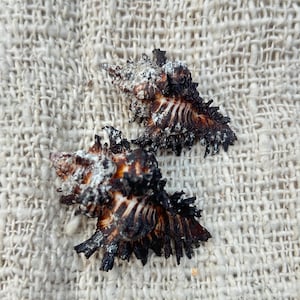 May include: Two murex seashells featuring a dark brown and black color palette with white accents. The shells have a spiky, textured exterior with intricate ridges and pointed protrusions, showcasing a natural, organic form and detailed structure.