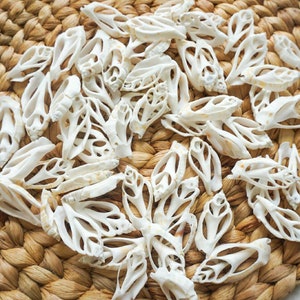 Skivat snäckskalsmaterial | snäckskal för hantverk | naturligt snäckskal för gör-det-själv | DIY-kit