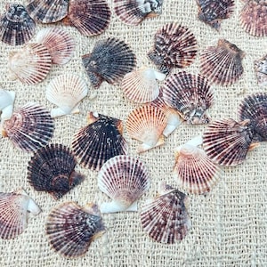 May include: A collection of numerous fan-shaped scallop shells scattered across the frame. The shells display a variety of natural colours, including shades of dark brown, tan, cream, and white, with distinct radial ridges and textured surfaces.
