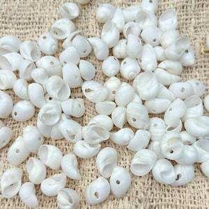 Könnte beinhalten: Eine Ansammlung kleiner, weißer, natürlich gewundener Muscheln, die jeweils mit einem gebohrten Loch versehen sind. Die Muscheln sind in Farbe und Form einheitlich und weisen eine glatte, matte Textur sowie eine hohle Innenöffnung auf.