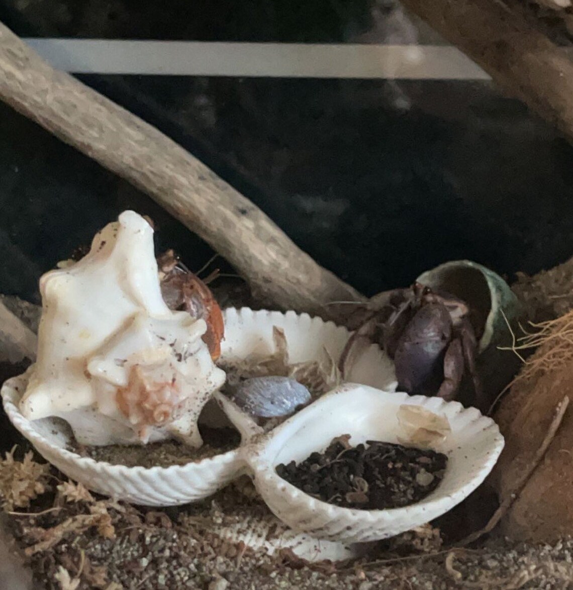 Hermit Crab Food Bowl Etsy