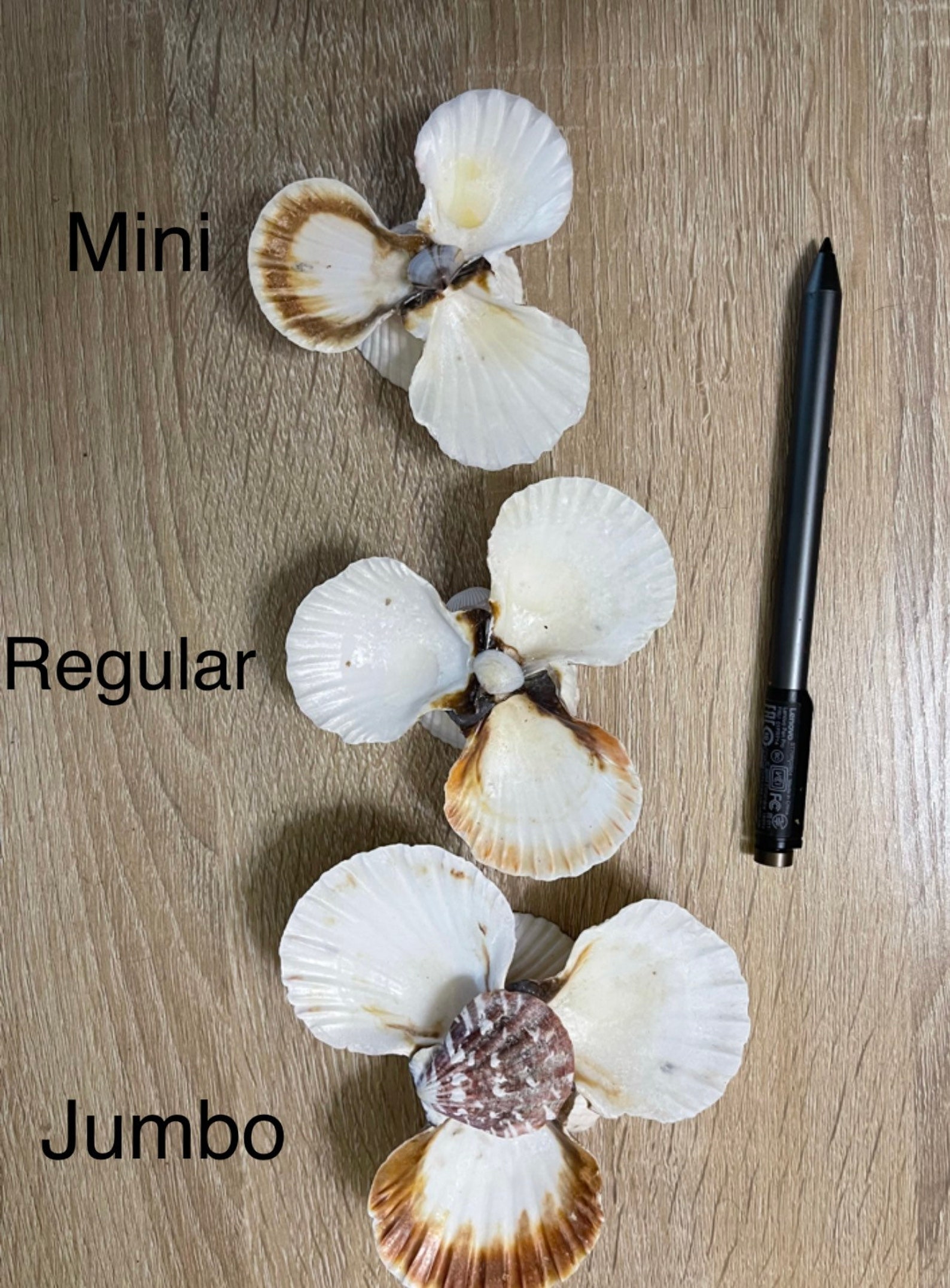 Hermit Crab Food Bowl Multi Color Etsy