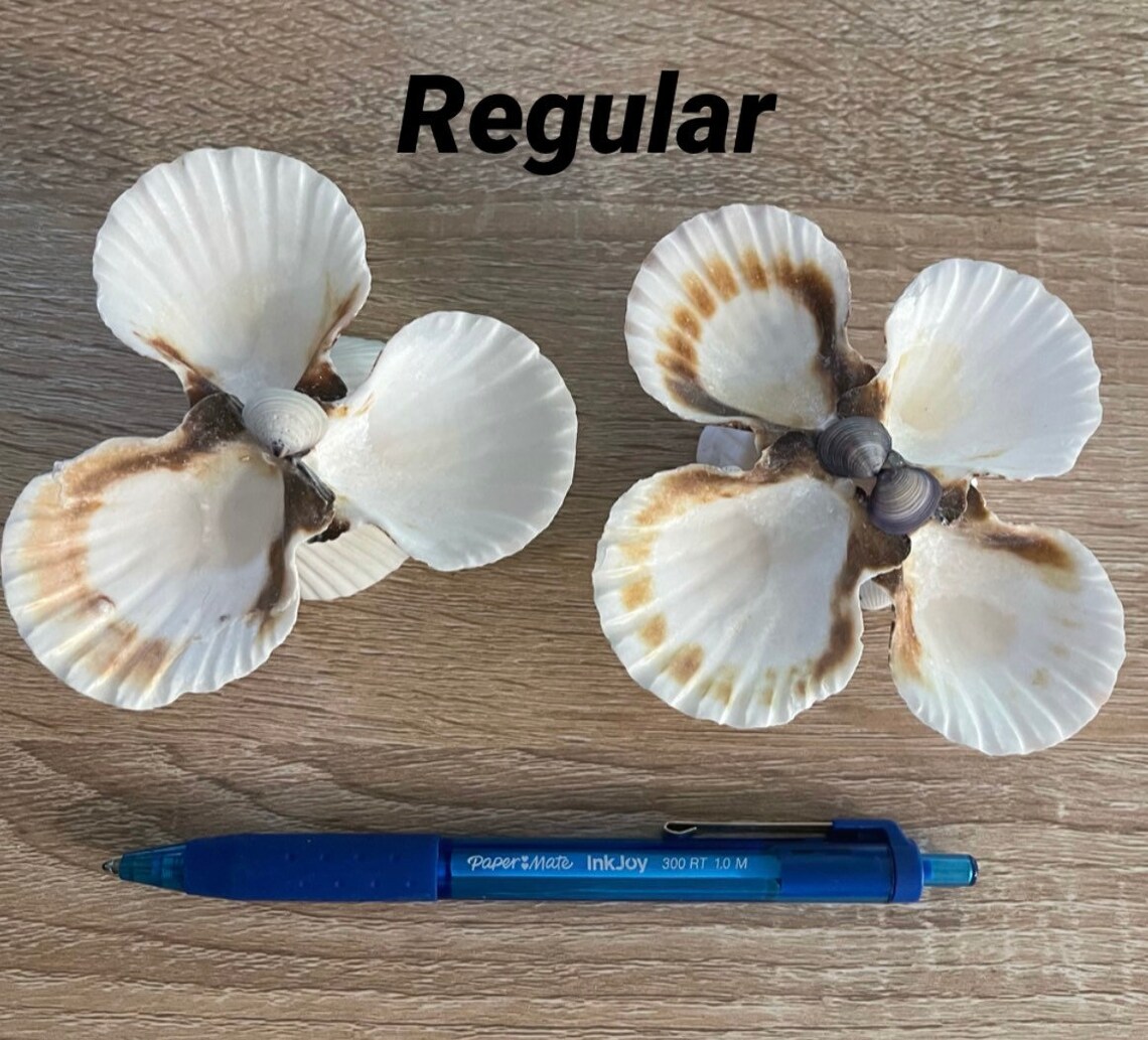 Hermit Crab Food Bowl Multi Color Etsy