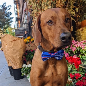 NFL Buffalo Bills football dog bows, Buffalo football dog fashion, Bills dog bow ties, NFL, football dog bow ties, Buffalo Bills, football