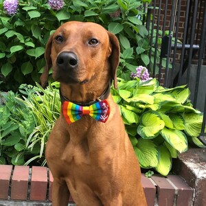 Love is Love rainbow pride bow tie for dogs, gay pride dog bow tie, LGBT dog accessory, peace dog bows for collar