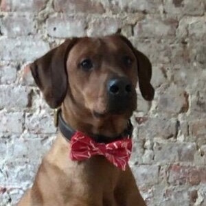 Dog bow ties, bow ties for dogs, bow ties for collar, dog bows, bow ties for large dogs, boy dogs, dog lover, gift idea, photo ideas
