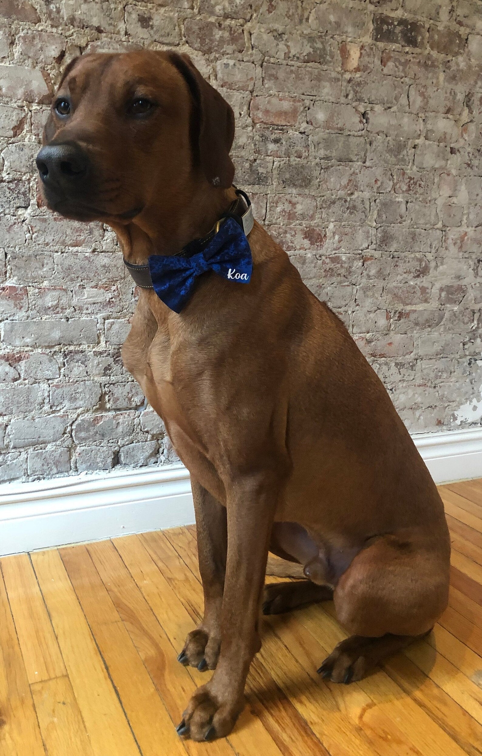 personalized dog tie