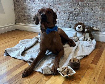 Gluten-free organic dog treats, dog buscuits, homemade, human grade, healthy, all natural, no preservatives, small batch, peanut butter