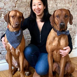 May include: A woman with long black hair is kneeling on a wooden floor with two brown dogs. The dog on the left is wearing a blue and white checked bandana. The dog on the right is wearing a brown leather collar with a blue and white checked bow tie. The woman is wearing a black sweater, blue jeans, and a blue and white checked headband.