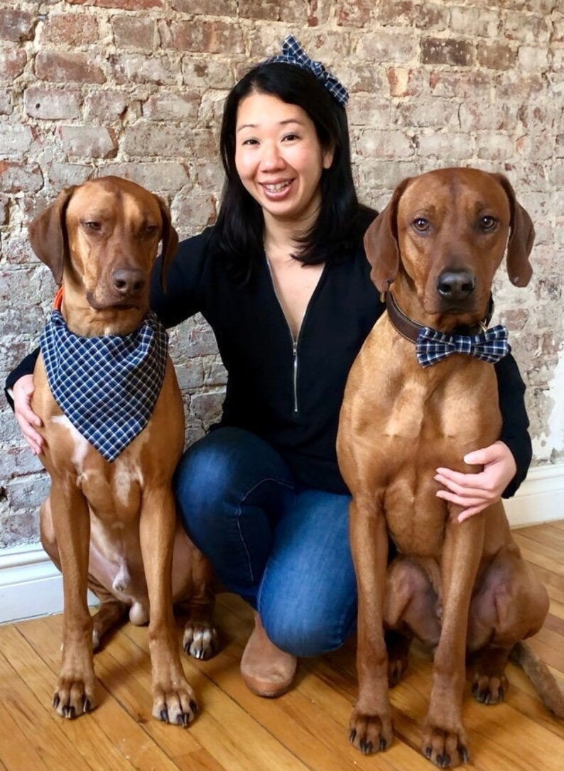 May include: A woman with long black hair is kneeling on a wooden floor with two brown dogs. The dog on the left is wearing a blue and white checked bandana. The dog on the right is wearing a brown leather collar with a blue and white checked bow tie. The woman is wearing a black sweater, blue jeans, and a blue and white checked headband.