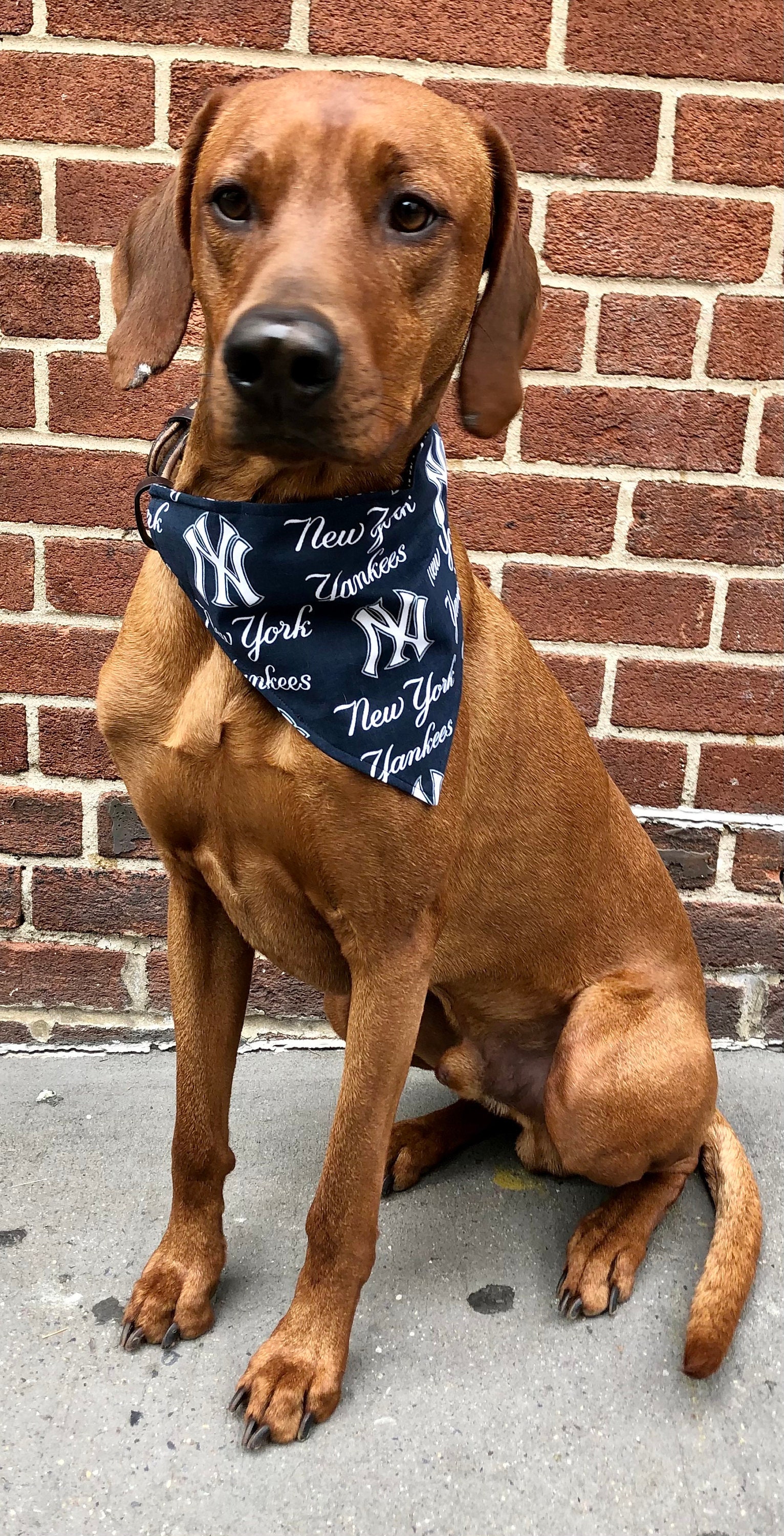 MLB New York Yankees Baseball Bandana for Dogs Chicago Cubs 