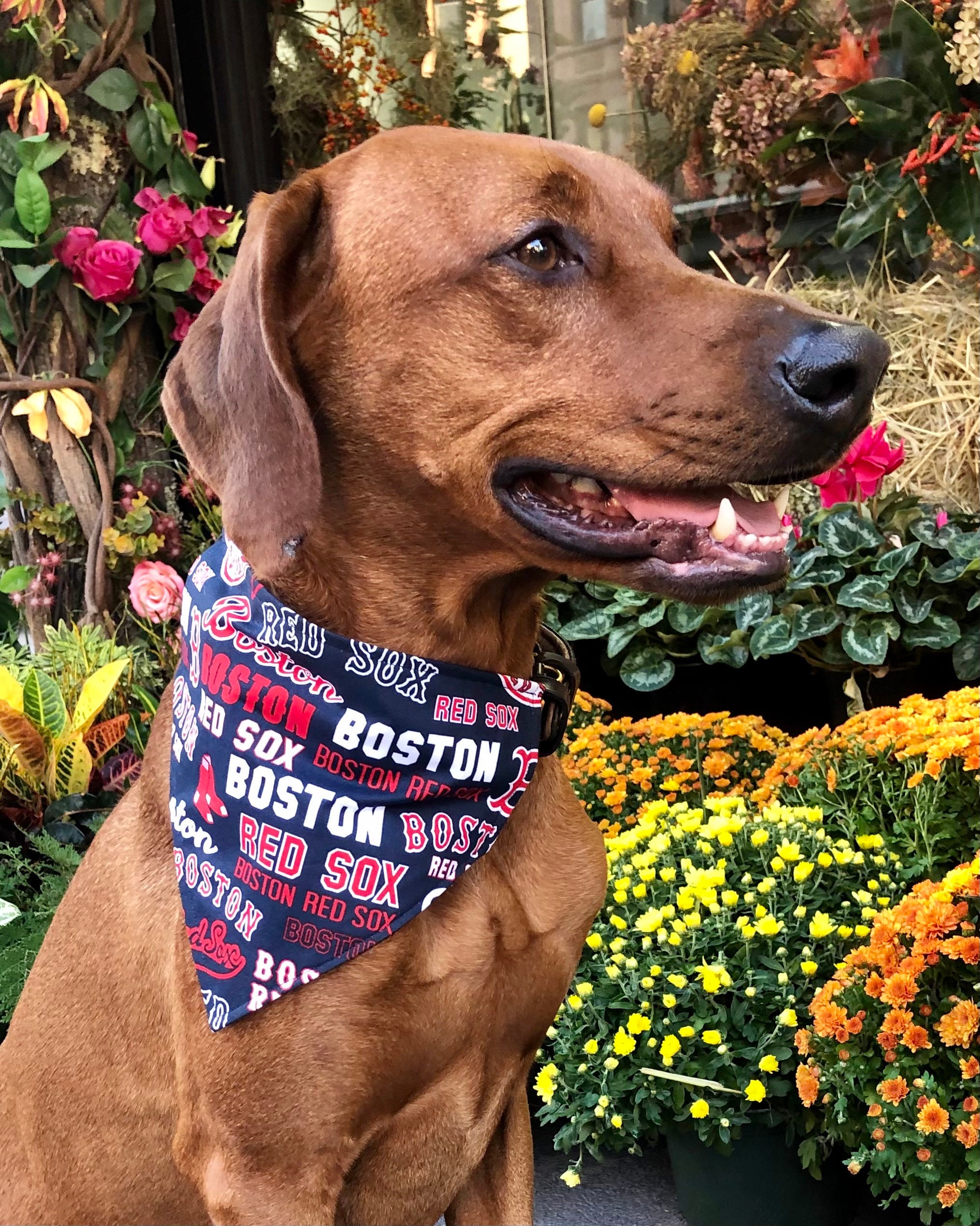 MLB Boston Red Sox Baseball Bandana for Dogs Red Sox Baseball 