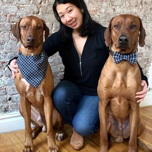 May include: A woman with long dark hair wearing a black top and blue jeans is sitting on the floor with two brown dogs. The dogs are wearing matching blue and white checked bow ties. The woman is smiling and stroking the dogs.