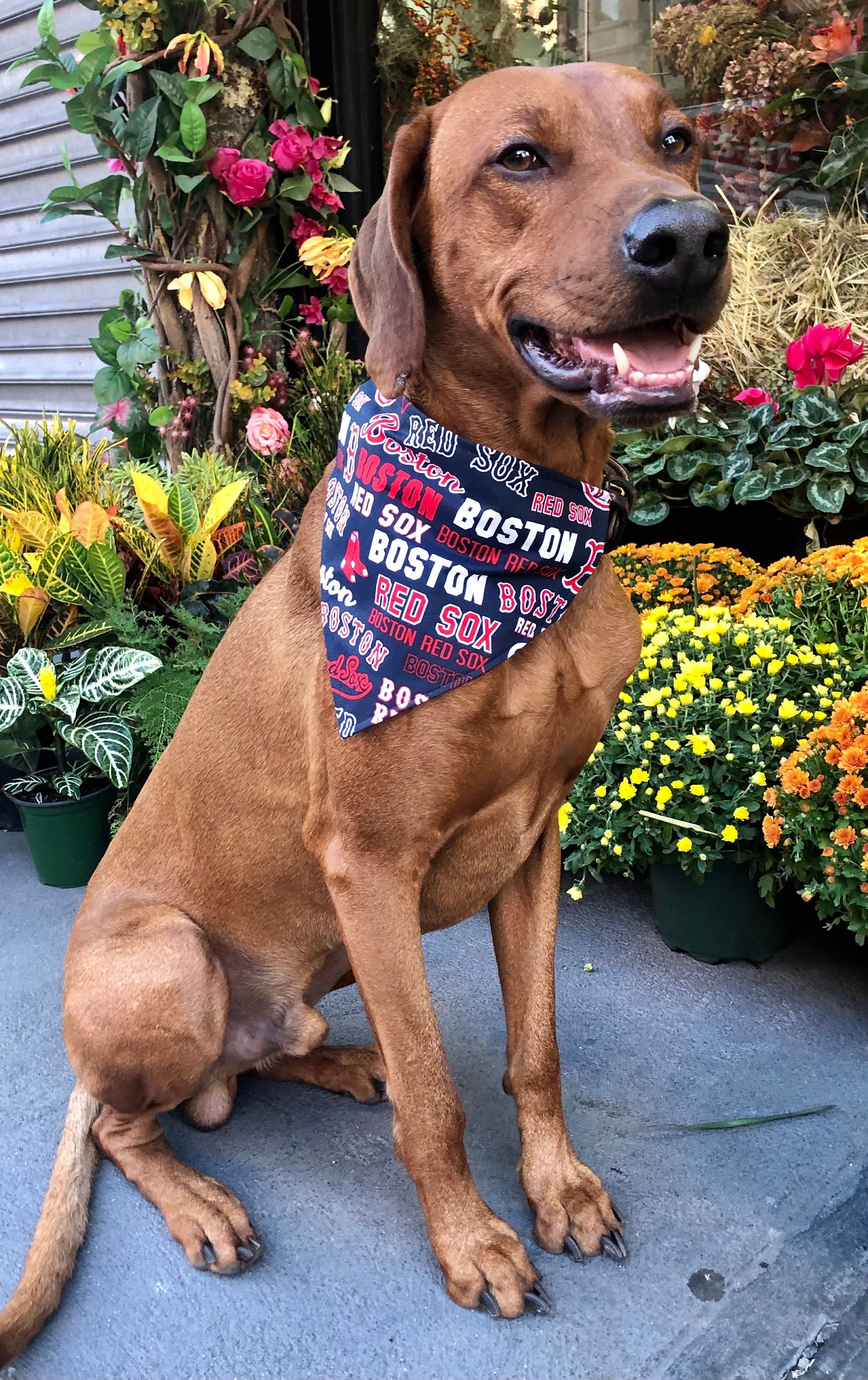 MLB Boston Red Sox Baseball Bandana for Dogs Red Sox Baseball 