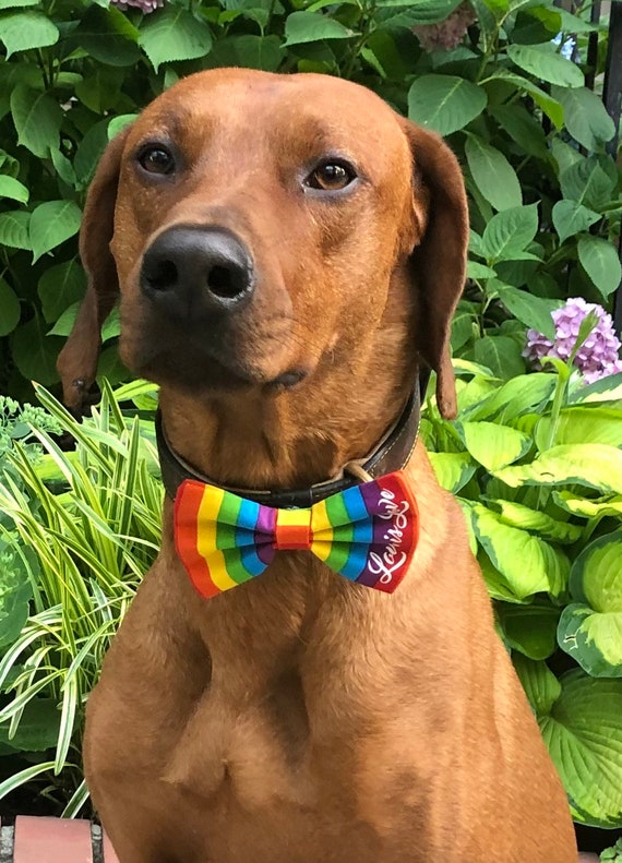 Rainbow dog online bow tie
