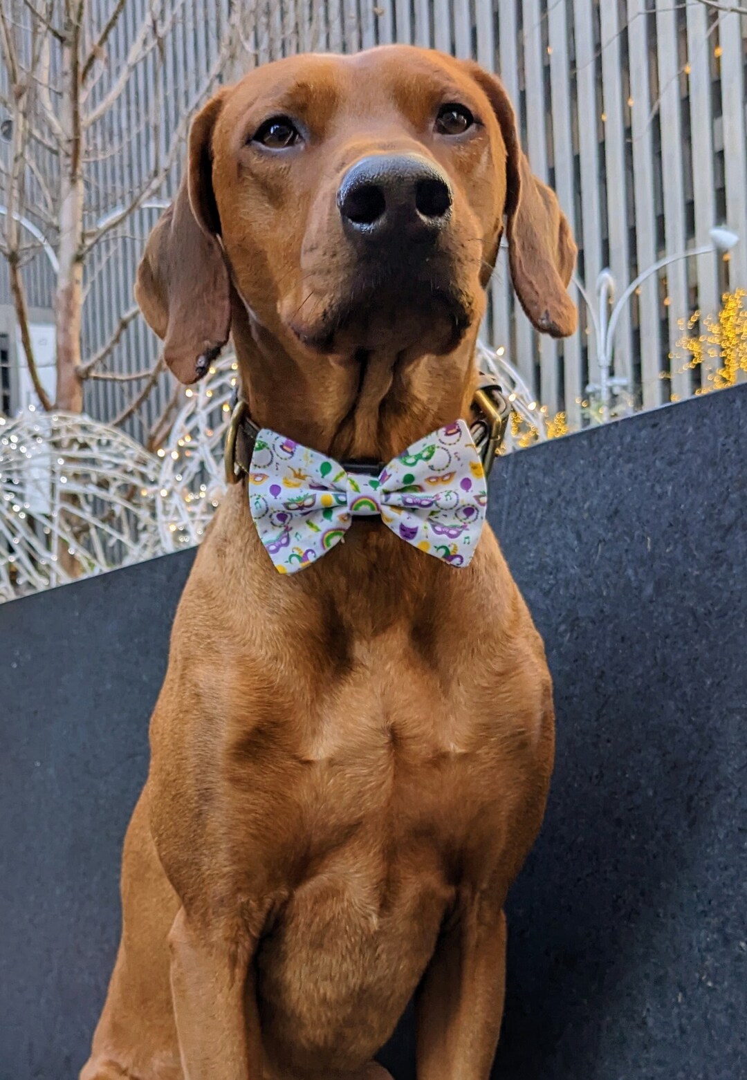 mardi gras dog bow tie
