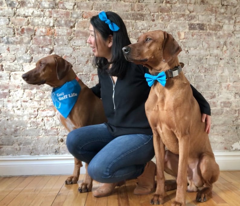May include: A woman wearing a blue headband with a bow sits with two brown dogs. One dog is wearing a blue bandana with the text "Keep Ruff Life" and the other dog is wearing a blue bow tie.