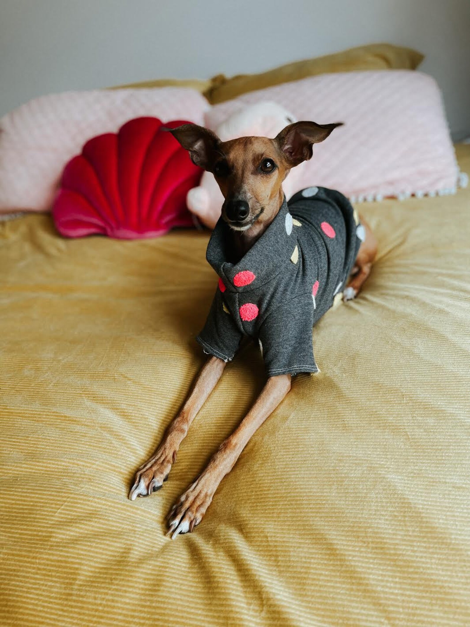 Italian Greyhound Jacket Grey and spot Etsy