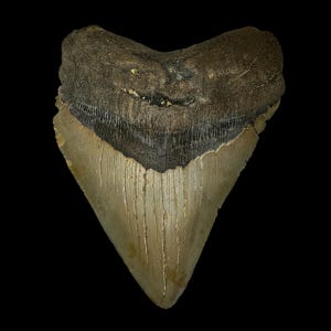 May include: A large, fossilized shark tooth with a dark gray root and a light brown, serrated edge.