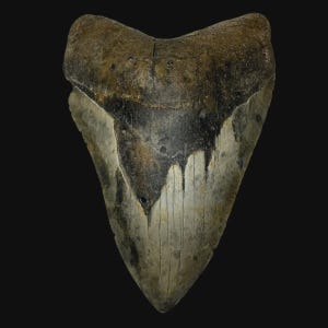 Fóssil de dente de megalodonte de 6,22&quot; - Fóssil pré-histórico autêntico - totalmente natural - Presente do oceano real para colecionadores