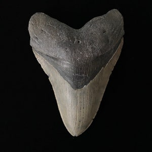 5.25 x 4.07 diver-direct Megalodon Shark Tooth Authentic Fossil