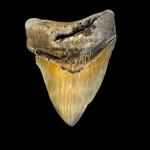 May include: A fossilized shark tooth with a cream-colored enamel and a dark brown root. The tooth has a triangular shape with serrated edges and vertical striations. The background is solid black.