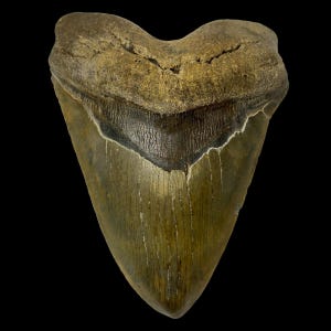 Fóssil de dente de megalodonte de 6,02&quot; - Fóssil pré-histórico autêntico - Totalmente natural - Presente do oceano real para colecionadores