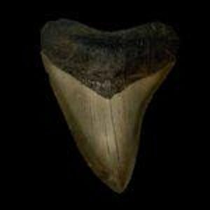 Fóssil de dente de megalodonte de 3,90&quot; - Fóssil pré-histórico autêntico - Totalmente natural - Presente do oceano real para colecionadores