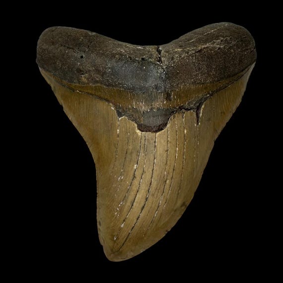 5.02インチ メガロドンの歯 - 本物の先史時代の化石 - すべて天然