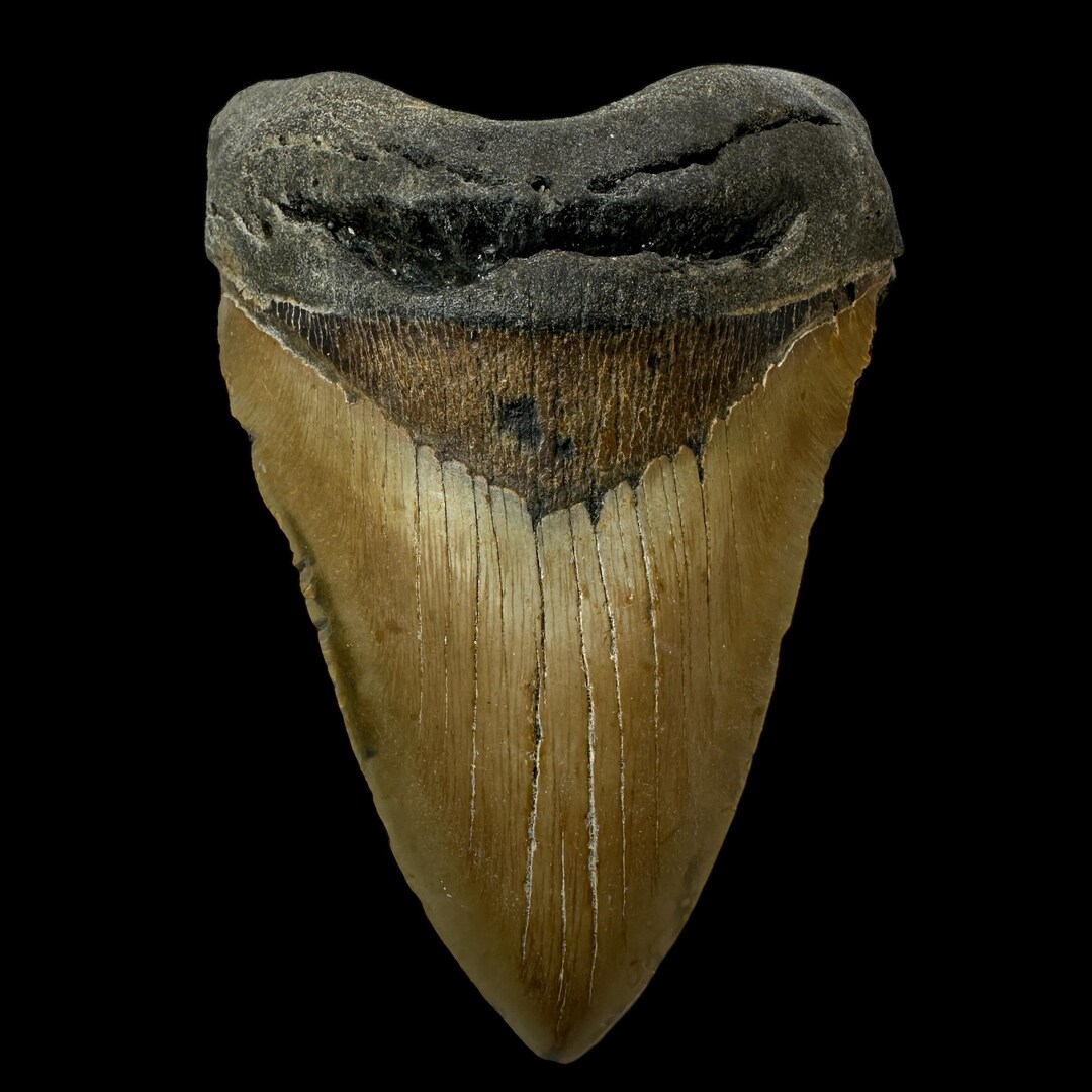 5.76インチ メガロドンの歯の化石 - 本物の先史時代の化石 - すべて