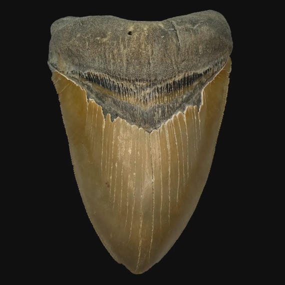 5.88インチの鋸歯状メガロドンの歯の化石：本物の先史時代の海洋発見