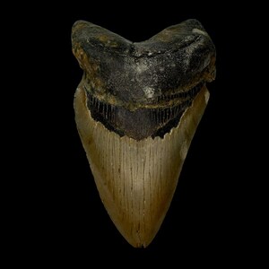 Fóssil de dente de megalodonte patológico de 4,80&quot; - Fóssil pré-histórico autêntico - Totalmente natural - Presente do oceano real para colecionadores