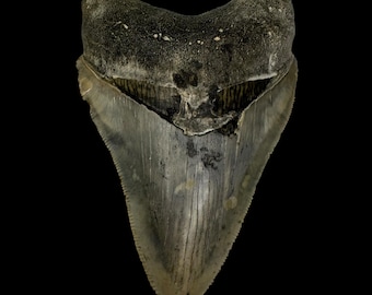 5.0インチ 本物のメガロドンの歯の化石 - ノースカロライナ州 - 国内