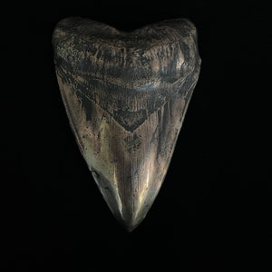Solid Bronze Megalodon Tooth Replica - Handmade - One of a Kind