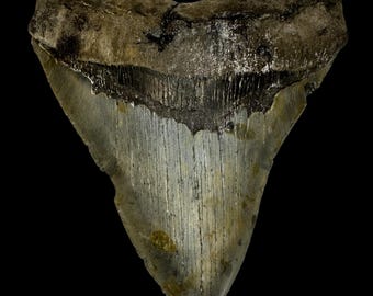 5.36" Megalodon Tooth Fossil - Authentic Prehistoric Fossil - All Natural - Real Ocean Gift for Collectors