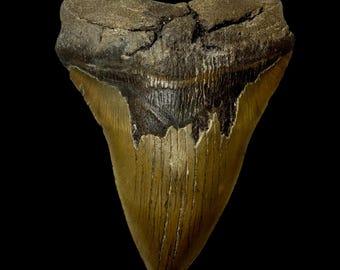 6.01" Megalodon Tooth Fossil - Authentic Prehistoric Fossil - All Natural - Real Ocean Gift for Collectors