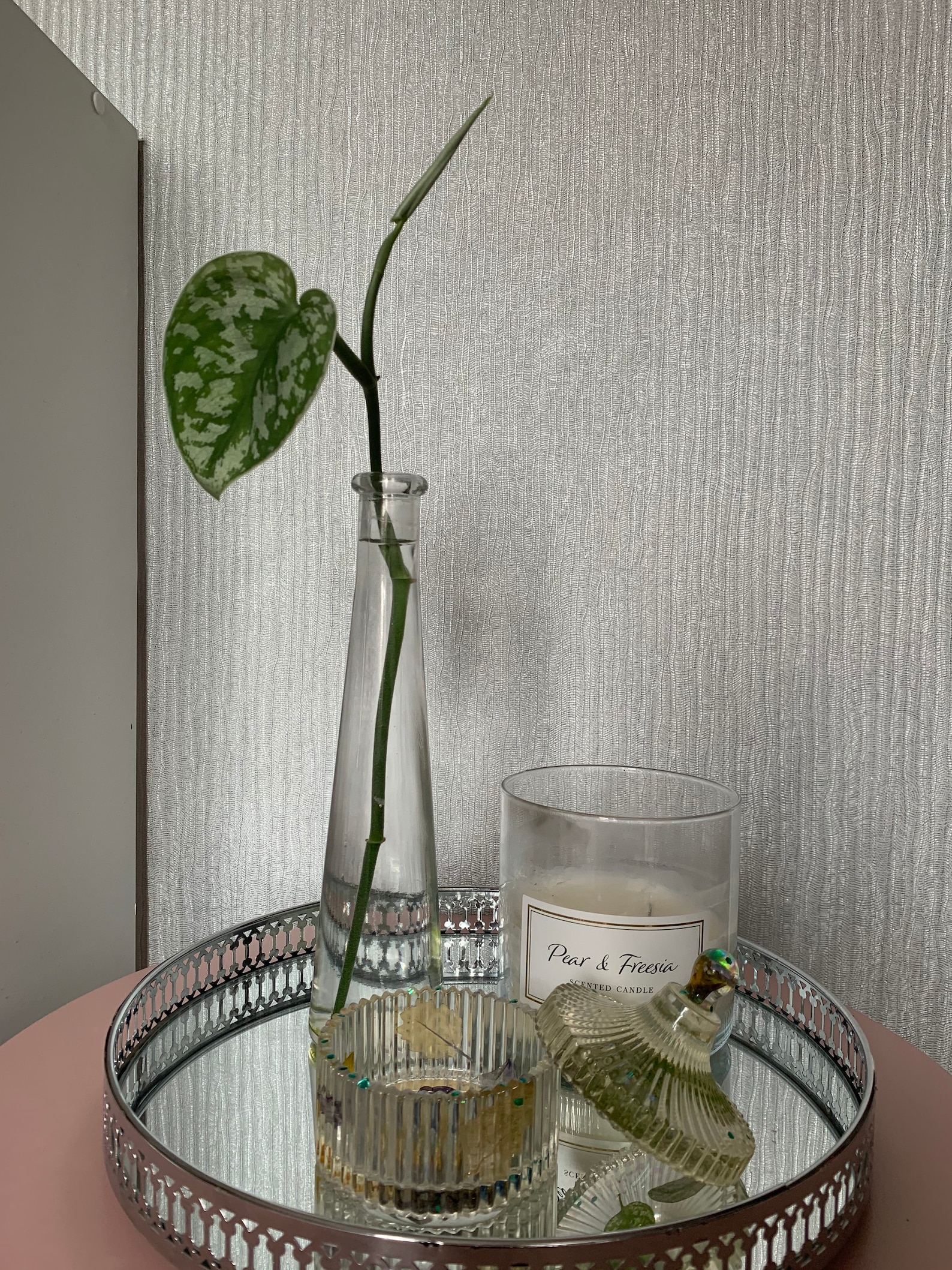 Scindapsus Pictus Exotica Cutting Silver Satin Pothos Etsy