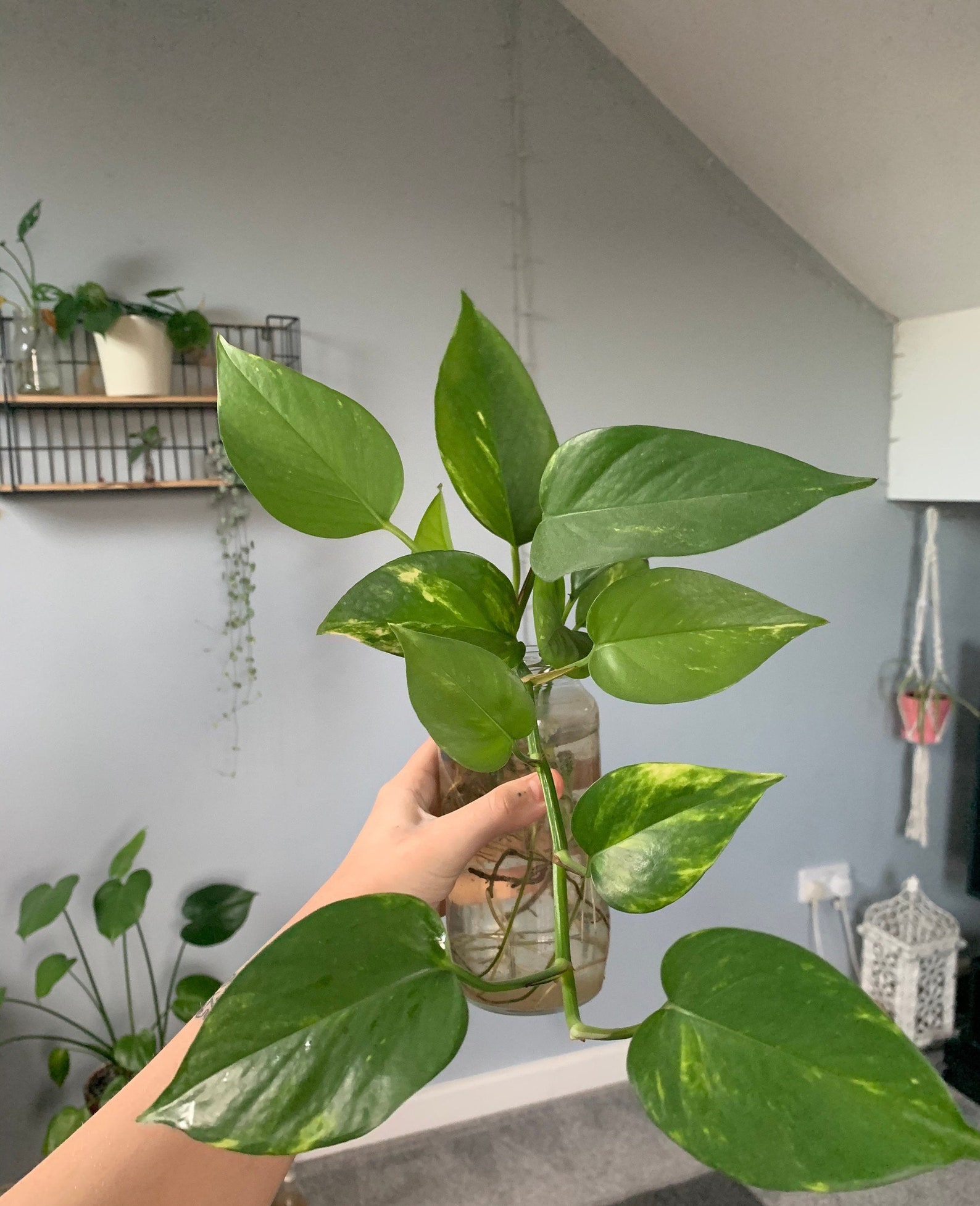 Giant Golden Pothos Cutting unrooted Etsy UK