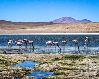 Beautiful puzzle for adults. 1000 piece jigsaw puzzle.  Unique large scenic flamingo animal desert landscape photo in Bolivia/Free Shipping!