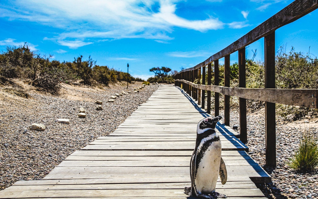 Penguin Jigsaw Puzzle for Adults. 1000 Piece Puzzle With Penguin/ Free ...