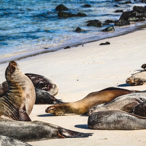 May include: A group of sea lions relaxing on a white sandy beach. The sea lions are brown and gray with dark eyes. The beach is bordered by blue water and dark rocks.