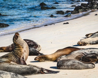 Difficult Beautiful 1000 piece adult jigsaw puzzle.   Features a  unique large scenic Galapagos sea lion on the beach ./ Free Shipping!!