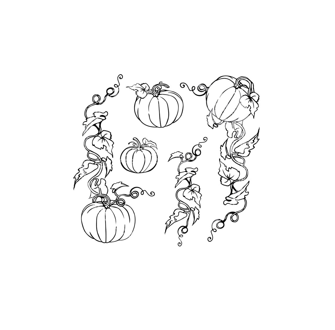 Autumn/fall/halloween Pumpkin Vines Illustration SVG Digital File