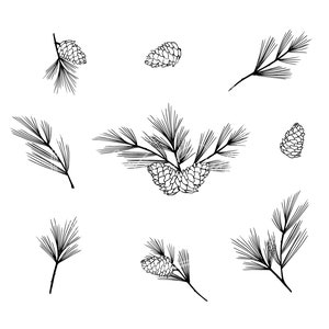 May include: Black and white line drawing of pine branches and pine cones. The pine branches are drawn with fine lines and the pine cones are drawn with more detail. The image is set against a white background.